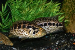 Cichlasoma managuense