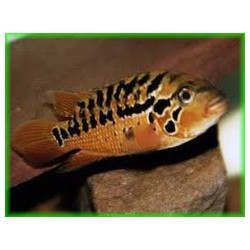Cichlasoma motaguense