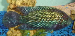 Cichlasoma octofasciatum