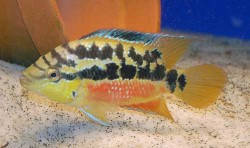 Cichlasoma salvini