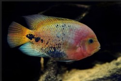 Cichlasoma synspilum