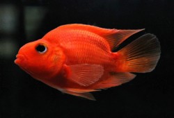 Cichlasoma sp.red parot